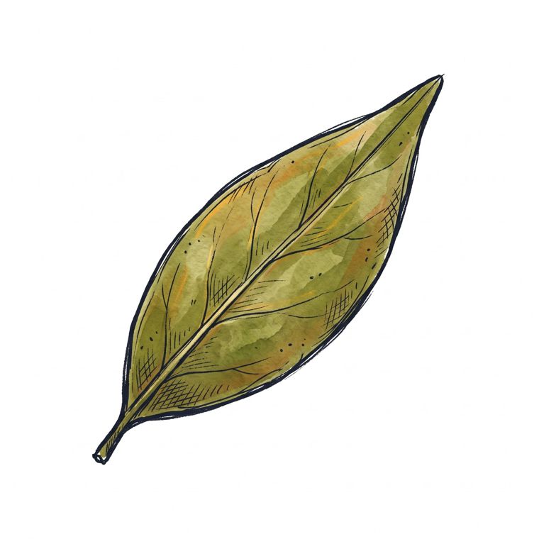 Watercolour bay leaf illustration